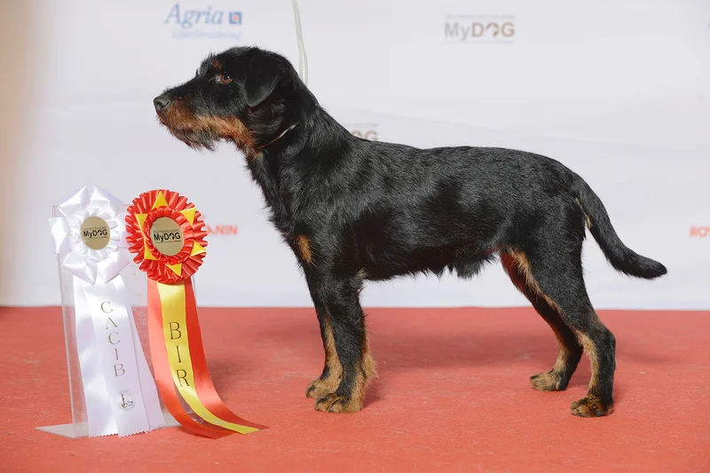 Jagdterrier photo thumbnail 1