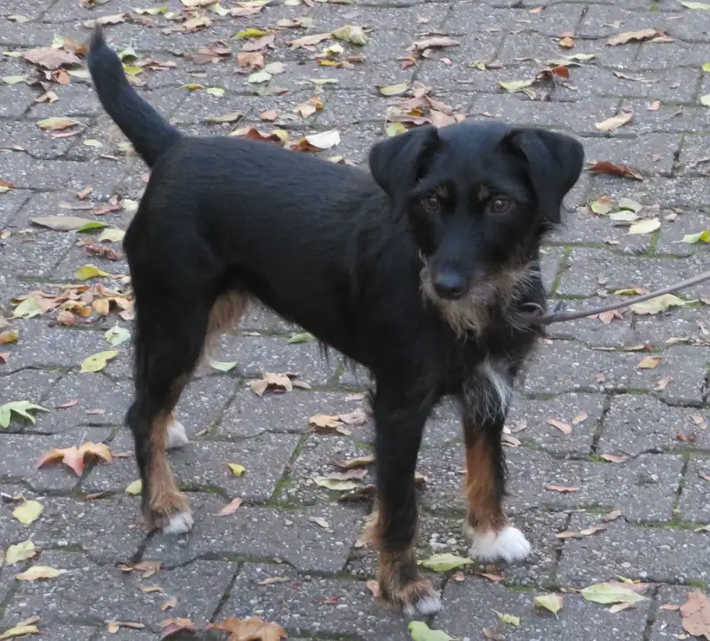 Jagdterrier photo thumbnail 2