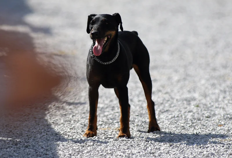 Jagdterrier photo thumbnail 3