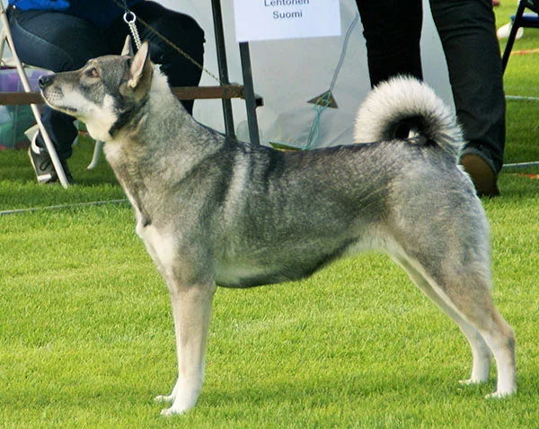 Jamthund, a 88% match to Catalan Sheepdog