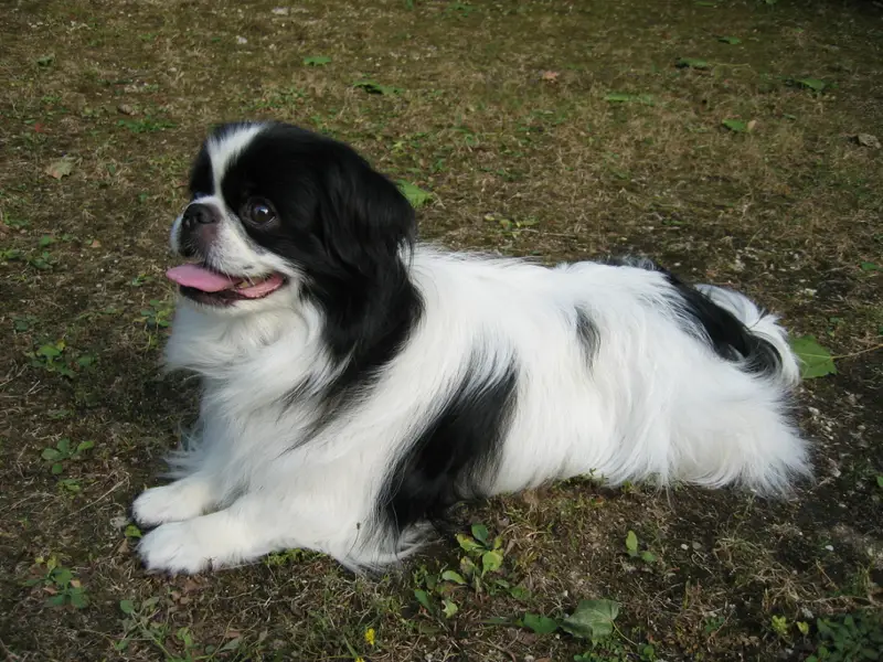 Japanese Chin, a 85% match to Chinese Crested Dog