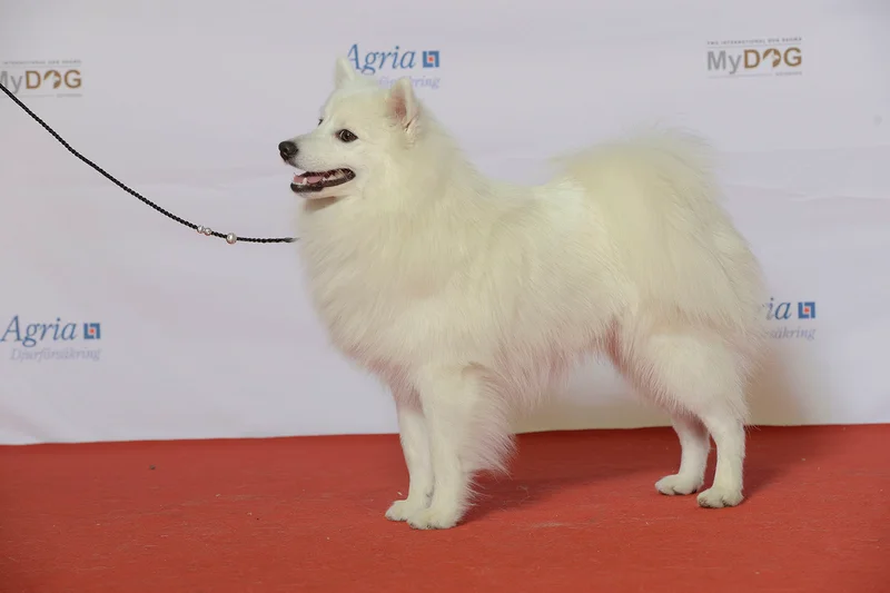 Japanese Spitz, a 87% match to Lowchen