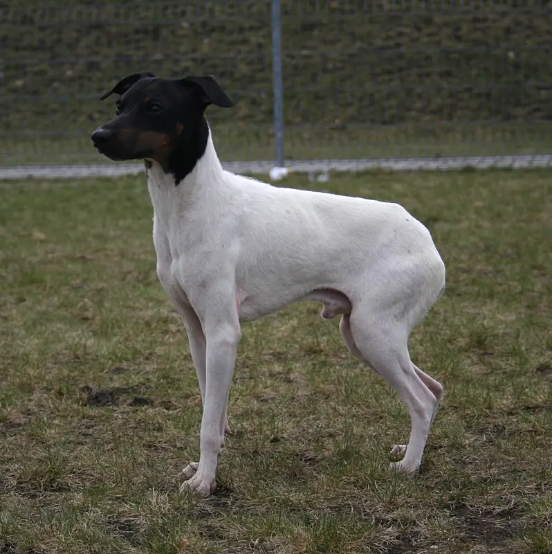Japanese Terrier, a 90% match to Teddy Roosevelt Terrier