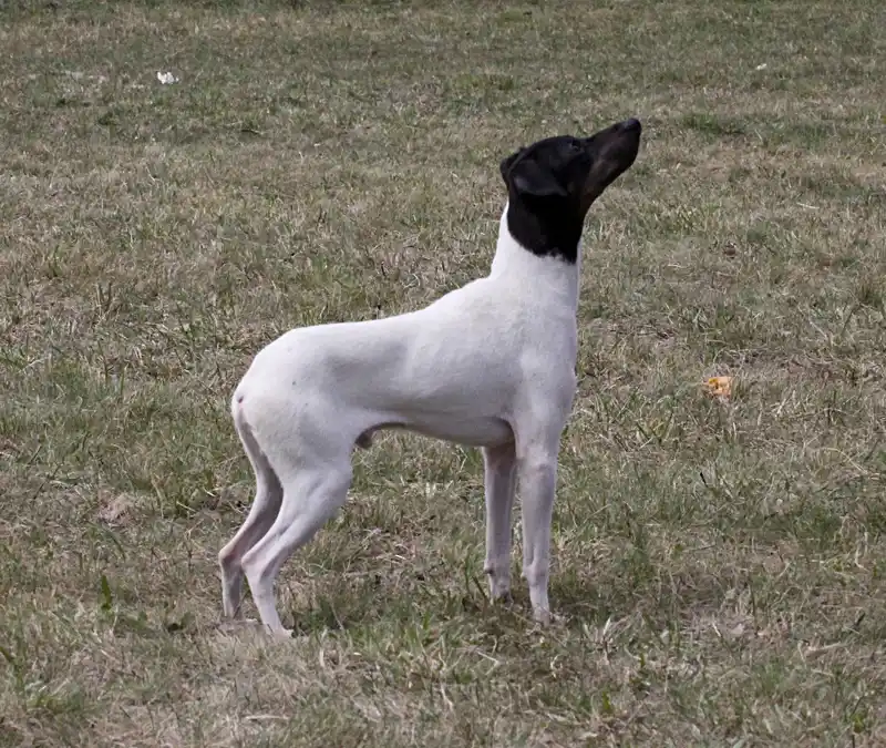Japanese Terrier photo thumbnail 2