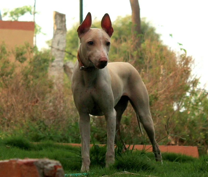 Jonangi, a 88% match to Mahratta Hound