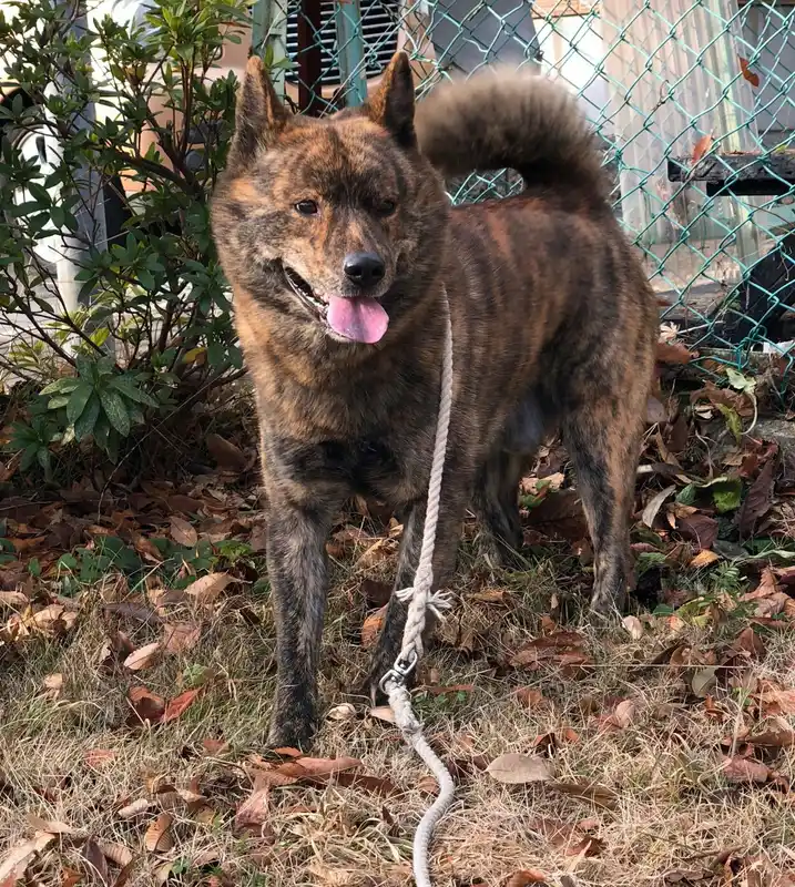 Kai Ken - Nihon Ken breed known for being Agile and Alert