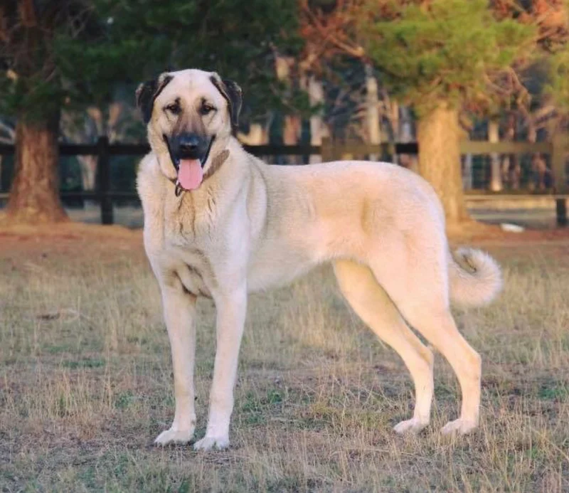 Kangal Shepherd Dog, a 88% match to Carpathian Shepherd Dog