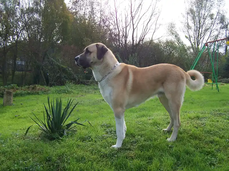Kangal Shepherd Dog photo thumbnail 4