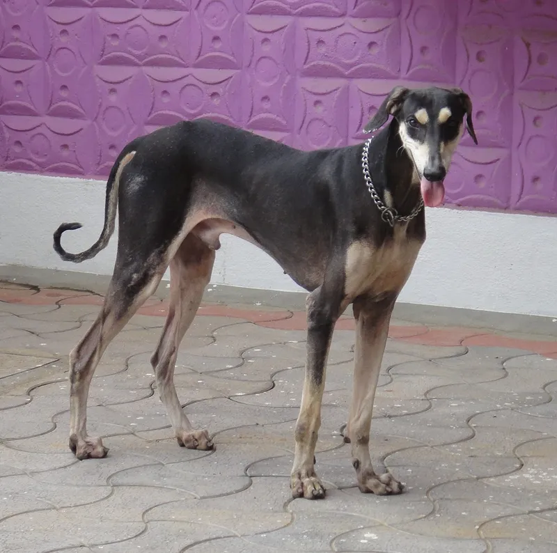 Kanni, a 87% match to English Foxhound