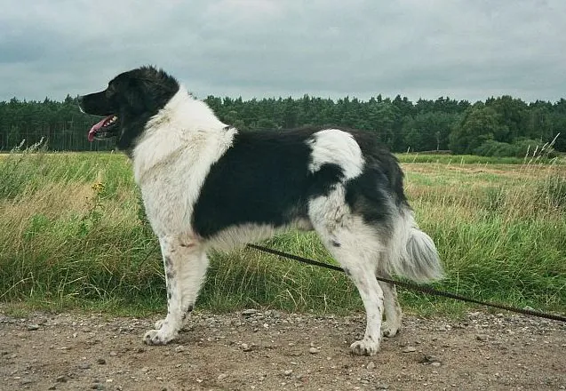 Karakachan, a 88% match to Kuvasz