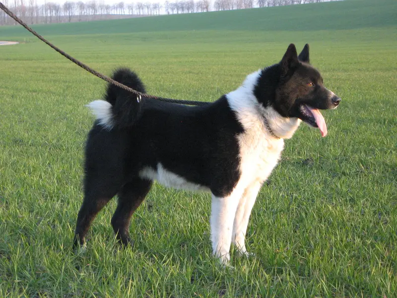 Karelian Bear Dog, a 86% match to Dogo Cubano
