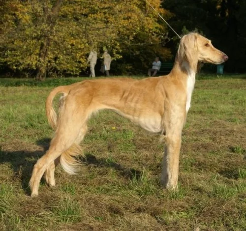 Kazakh Tazy, a 90% match to Banjara Hound