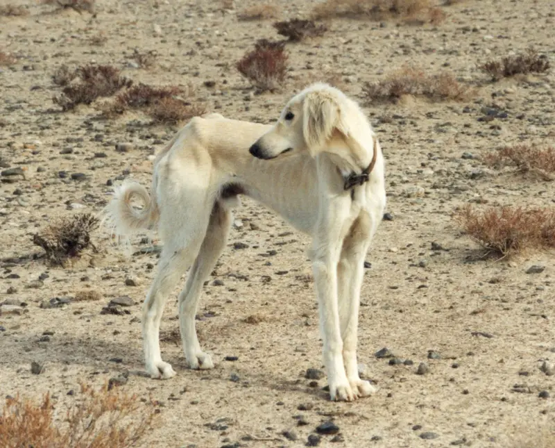 Kazakh Tazy photo thumbnail 2