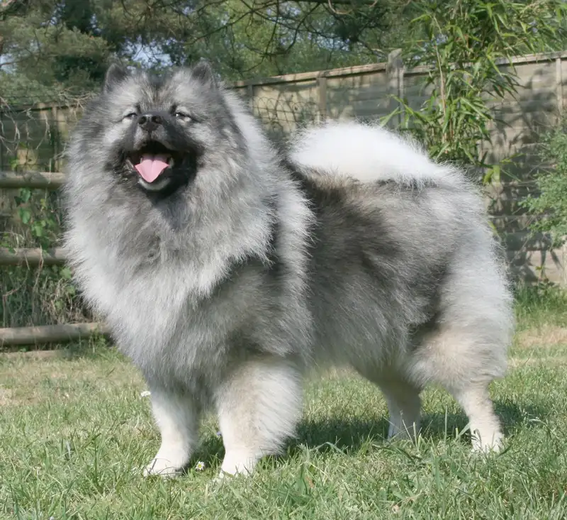 Keeshond photo thumbnail 1