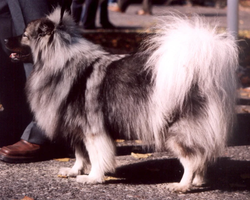 Keeshond photo thumbnail 3