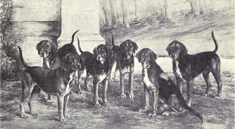 Kerry Beagle, a 88% match to English Foxhound