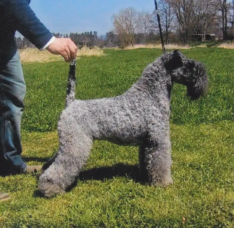 Kerry Blue Terrier, a 86% match to Australian Silky Terrier