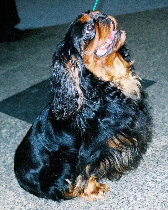 King Charles Spaniel - Toy breed, Affectionate and Calm