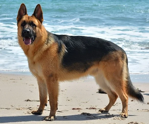 King Shepherd, a 83% match to Border Collie