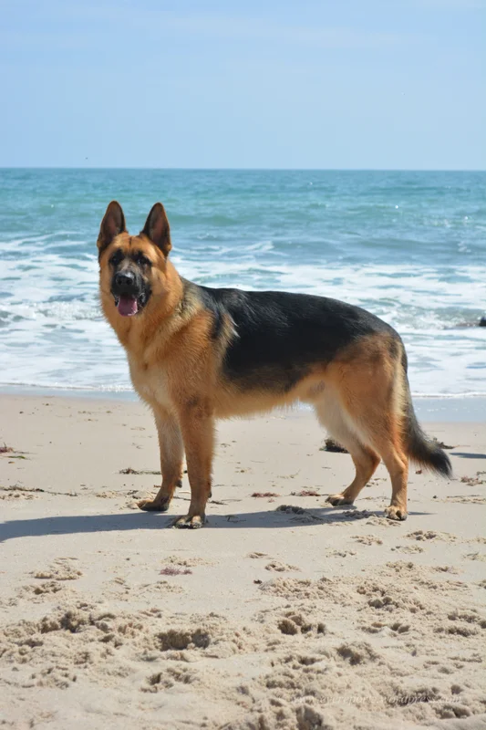 King Shepherd photo thumbnail 2
