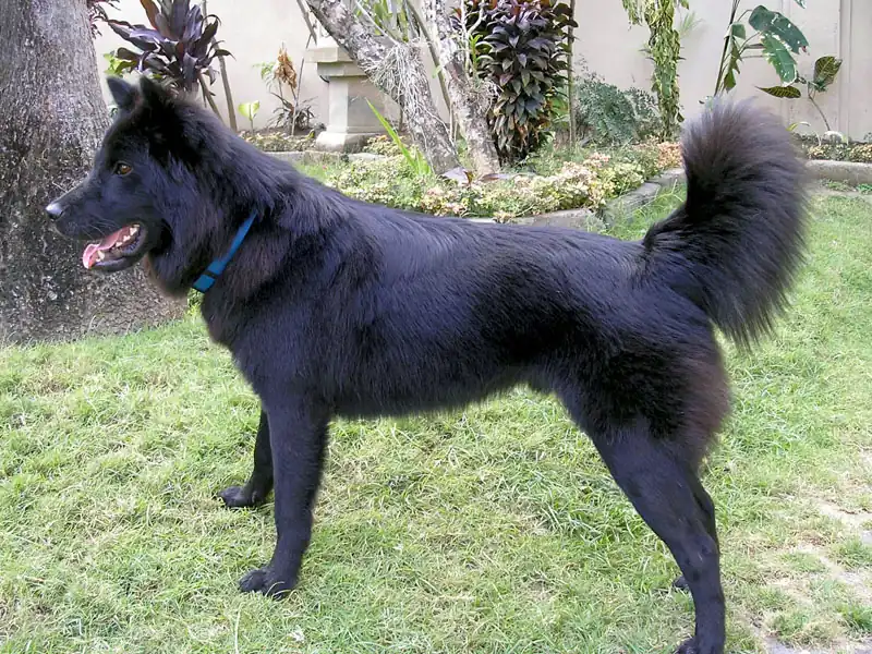 Kintamani - Indigenous breed known for being Affectionate and Gentle