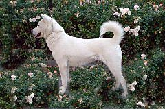 Kishu Ken, a 89% match to Carolina Dog