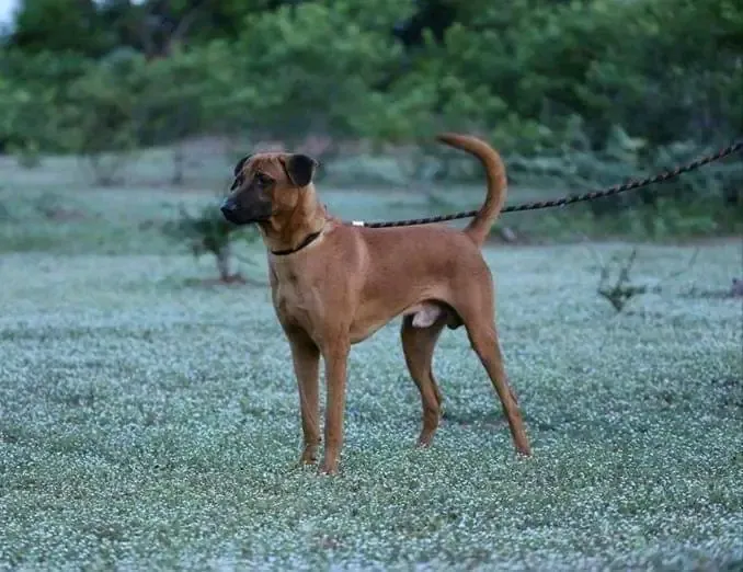 Kombai, a 88% match to Formosan Mountain Dog
