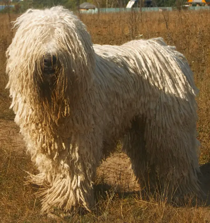 Komondor, a 87% match to Kurdish Mastiff