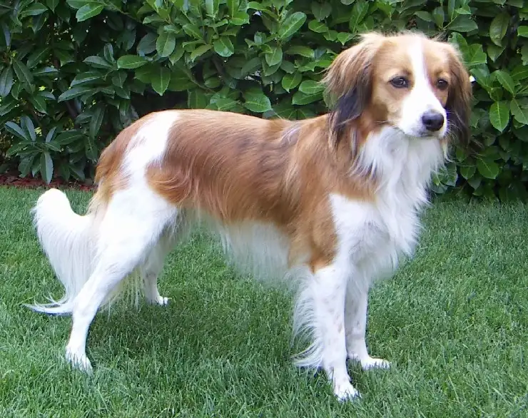 Kooikerhondje, a 88% match to Cesky Fousek