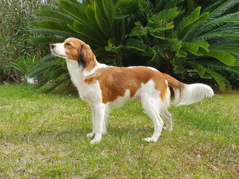 Kooikerhondje photo thumbnail 3