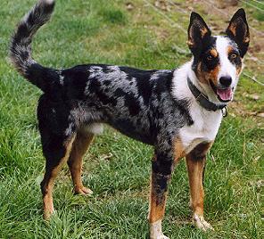 Koolie - Herding breed known for being Adaptable and Diligent