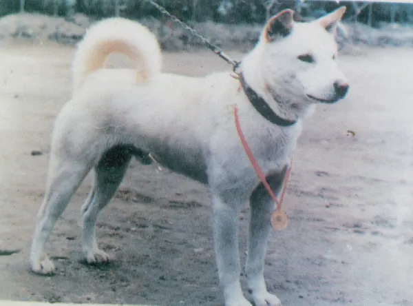 Korean Jindo, a 83% match to Border Collie