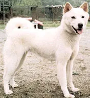 Korean Jindo photo thumbnail 3