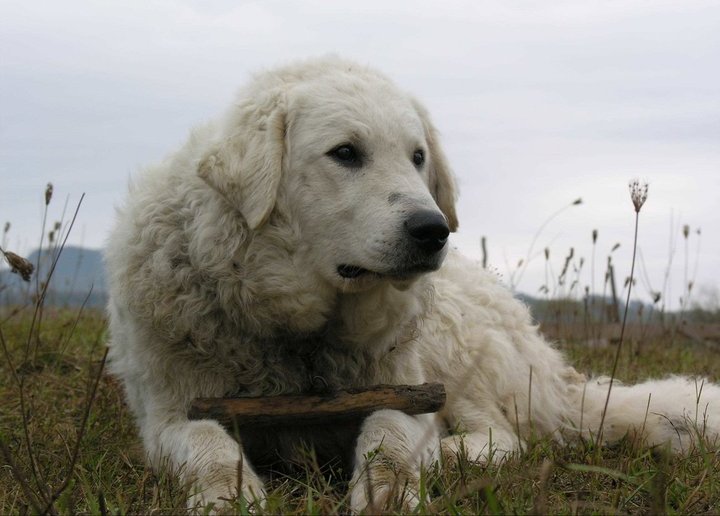 Kuvasz photo thumbnail 1