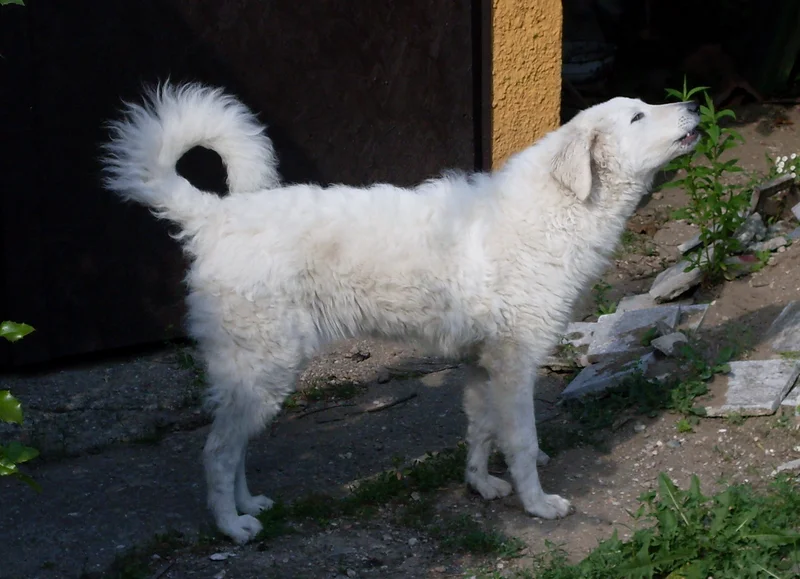 Kuvasz photo thumbnail 2