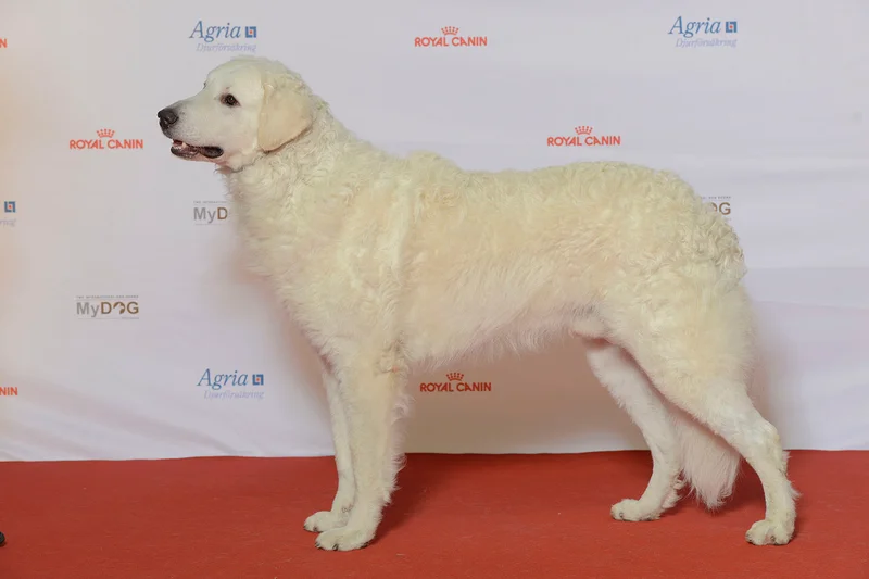 Kuvasz photo thumbnail 4
