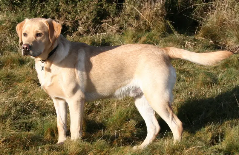 Labrador Retriever, a 91% match to Golden Retriever