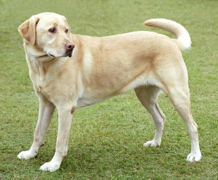Labrador Retriever photo thumbnail 2