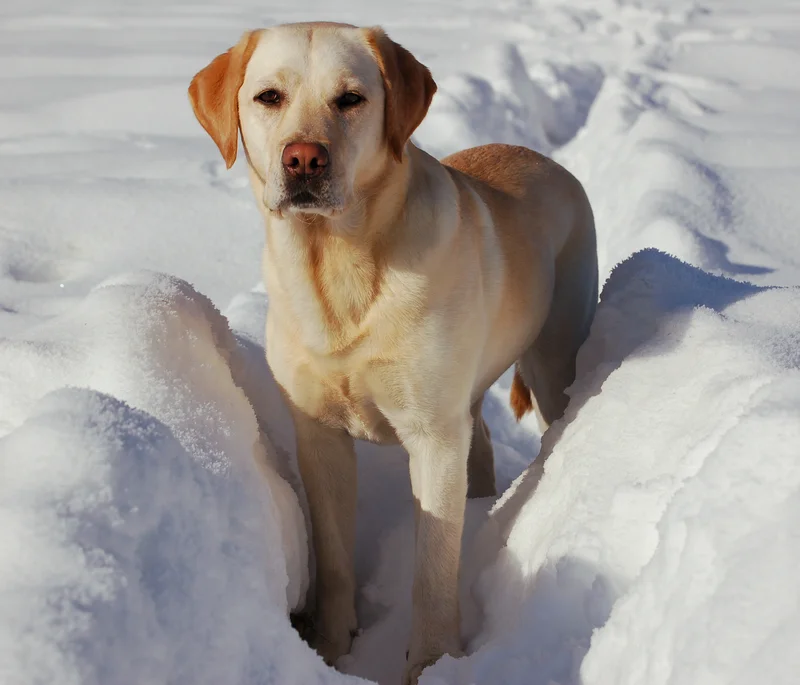 Labrador Retriever photo thumbnail 3