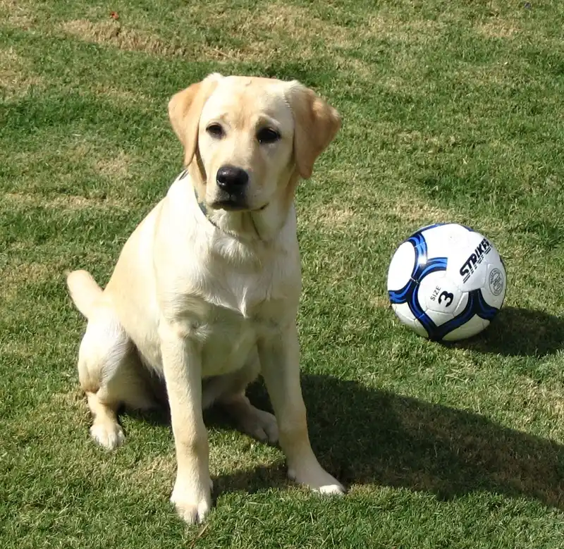 Labrador Retriever photo thumbnail 6