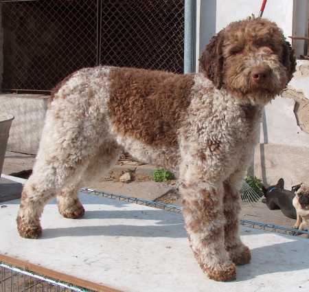 Lagotto Romagnolo photo thumbnail 1