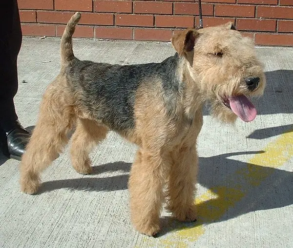 Lakeland Terrier - Terrier breed known for being Bold and Confident