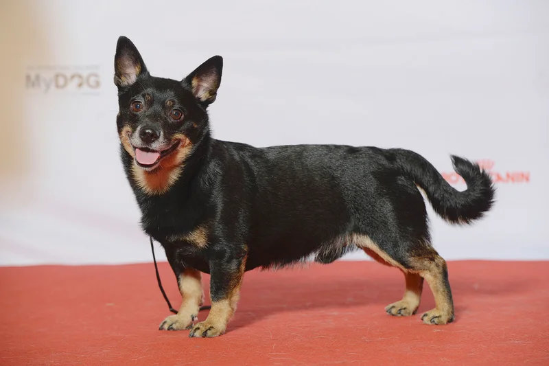 Lancashire Heeler, a 86% match to Indian Pariah Dog