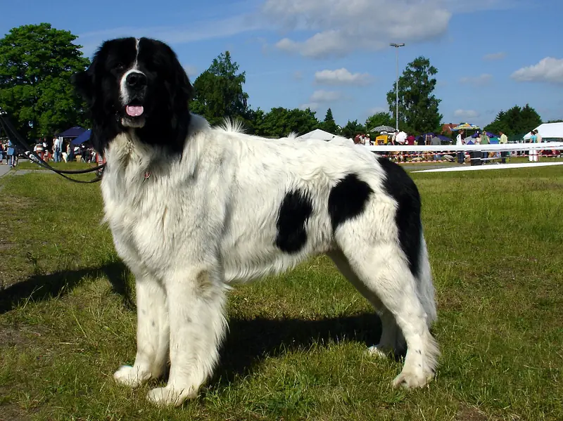 Landseer, a 86% match to Newfoundland