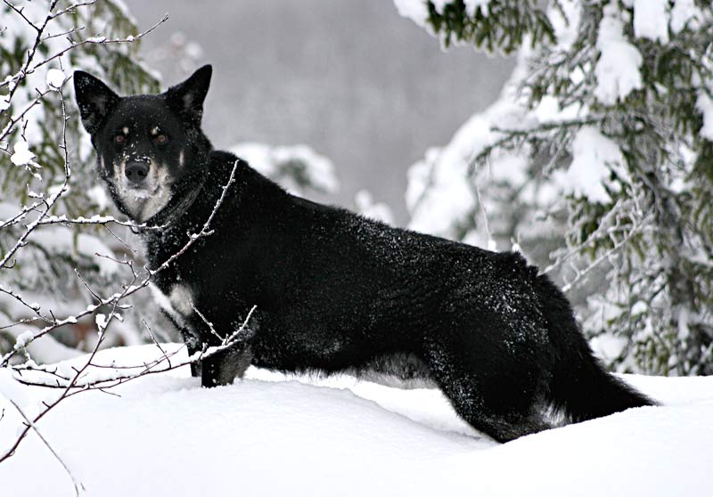 Lapponian Herder, a 90% match to Pyrenean Sheepdog