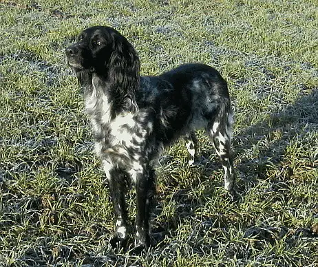Large Munsterlander, a 87% match to German Spaniel