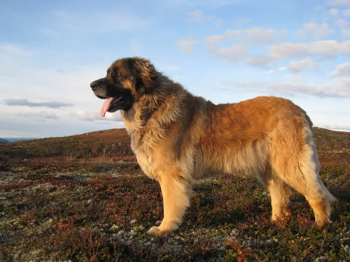 Leonberger, a 85% match to Newfoundland
