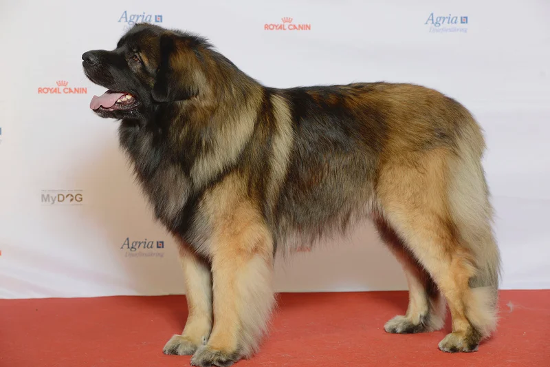 Leonberger photo thumbnail 2