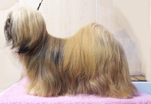 Lhasa Apso photo thumbnail 1