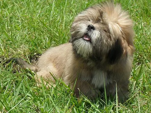 Lhasa Apso photo thumbnail 5
